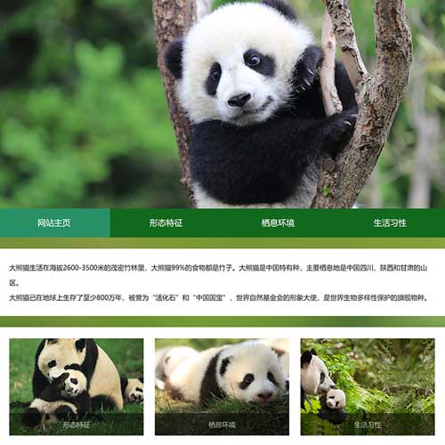 大熊猫网页设计模板 动物保护学生网页作业成品 熊猫主题静态网页 精选
